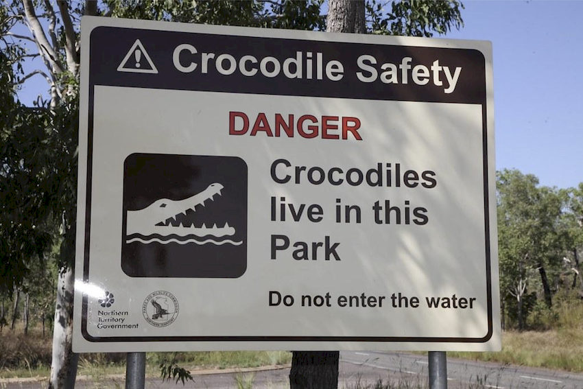 cocodrilos cocodrilos